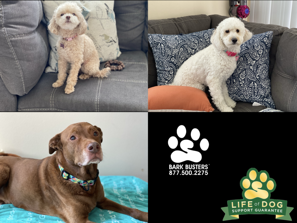 Lola #maltepoo #maltipoo, Kamila #groodle #minigroodle #minigoldendoodle and Bella #labmix are doing fabulously since learning to reduce their barking and anxious behaviors inside the home. Their mom is especially thrilled to be able to walk them on a loose leash! #speakdogchangeyourlife #liveahappierlifetogetherwithyourdog #fortmyersk9 @fortmyersk9 fortmyersk9.com